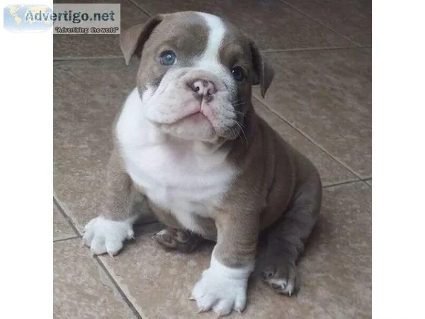 English Bulldog puppies for sale