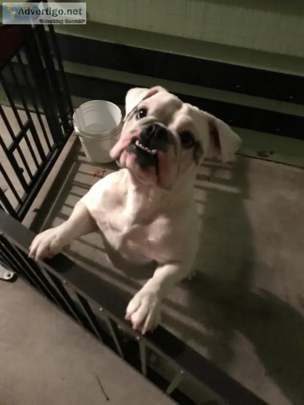 AKC female English bulldog