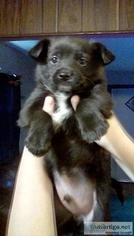 Puppie for sale