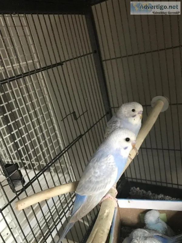 Young Parakeets