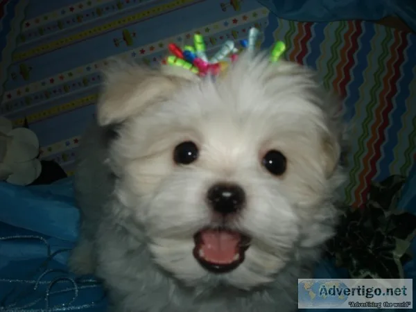 Maltipoo,  maltepoo,  multupoo,  multapoo,  