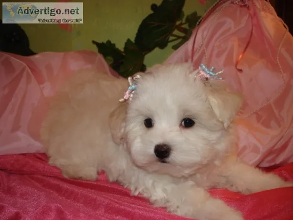 Maltipoo,  maltepoo,  multupoo,  multapoo,  