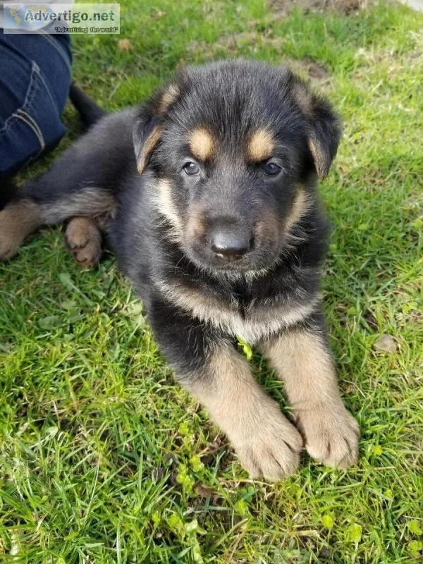 AKC GERMAN SHEPHERD