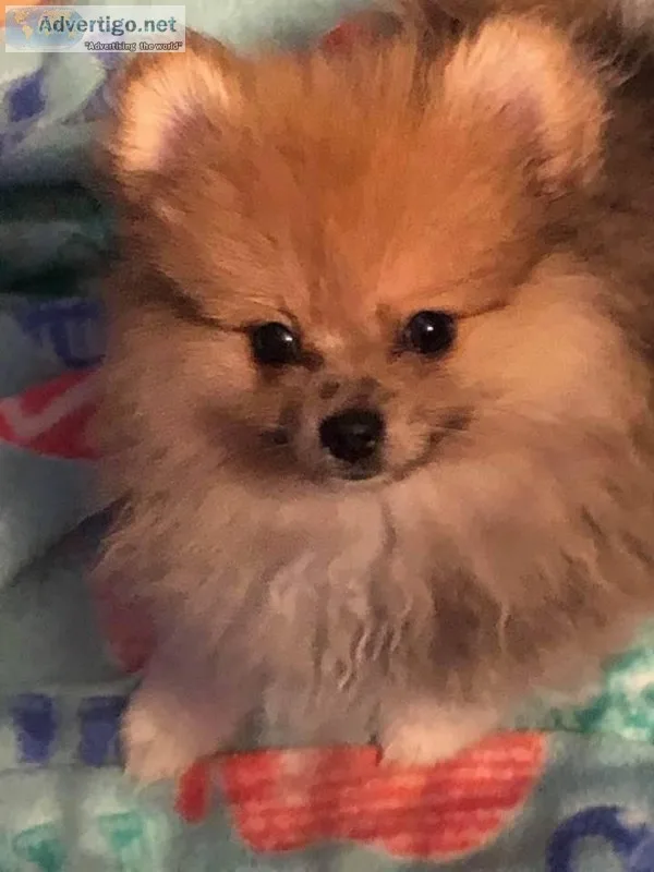 ACA TEDDY BEAR SABLE POMERANIAN PUPPY