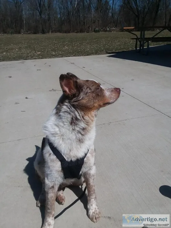 Bring home Kygo- Australian Shepard Mix