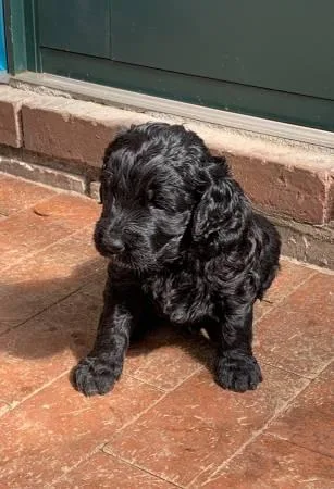 Golden doodle FOR Adoption