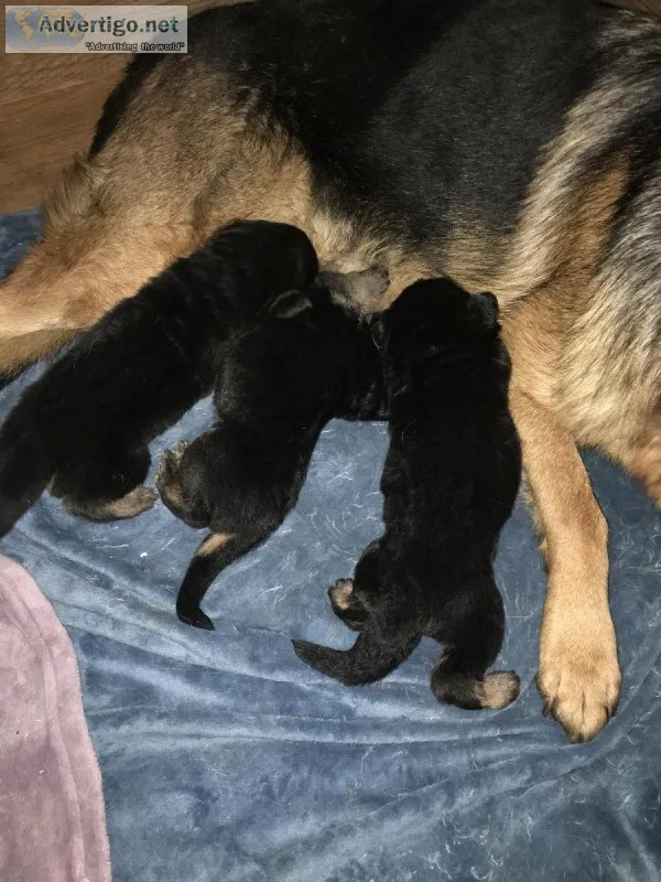AKC German Shepherd Puppies