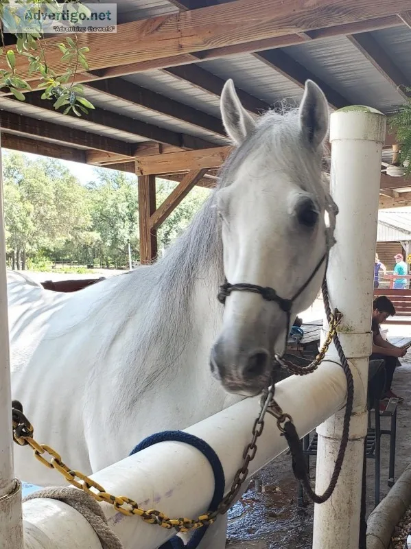 Dapple Gray Paso Fino Stallion