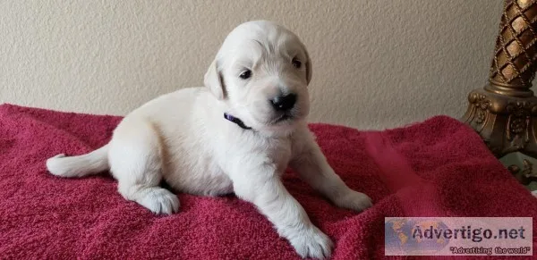 Golden Retriever puppies AKC