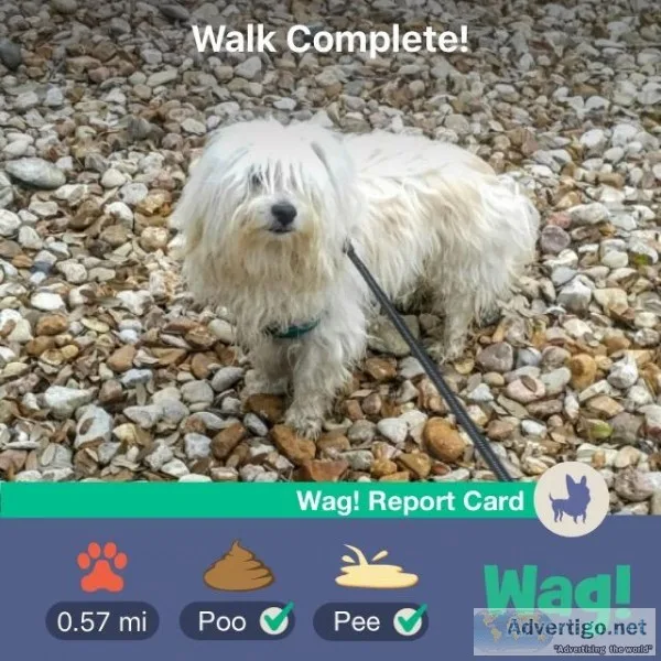 1 year old Maltese male