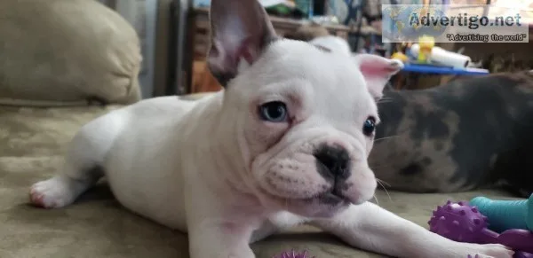 French Bulldog Puppy Blue Pied Merle