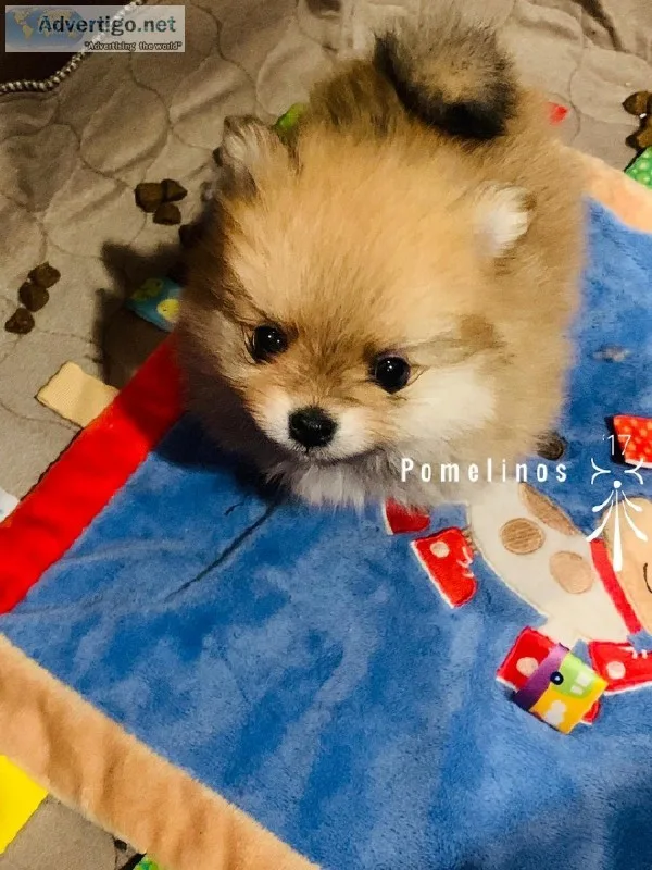 AKC Pomeranian Puppy