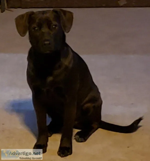 Black Lab Mix