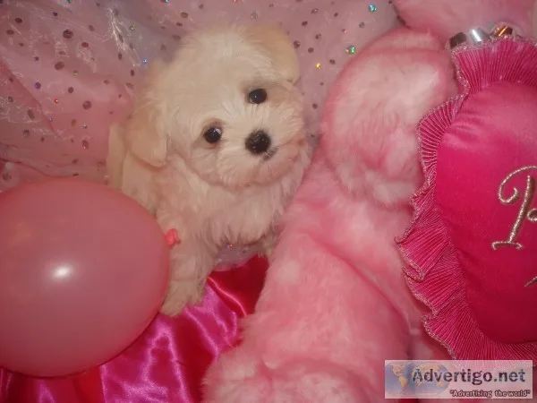 Maltipoo,  maltepoo,  multupoo,  multapoo,  