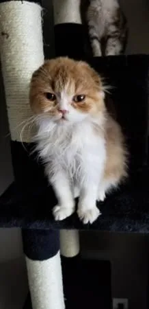 Pixie Scottish Fold Female Marbled Tortoiseshell Bycolor