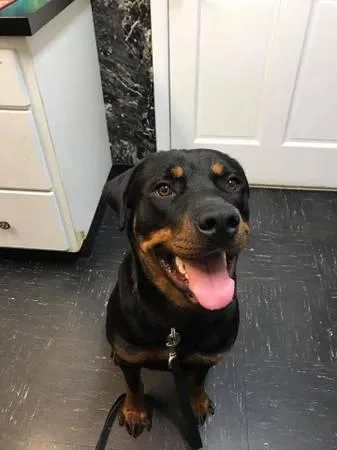MALE ROTTWEILER