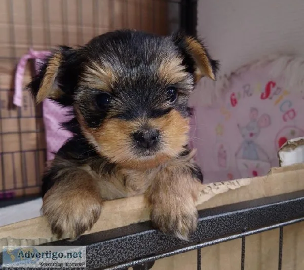 perfect race Yorkshire Terrier puppy