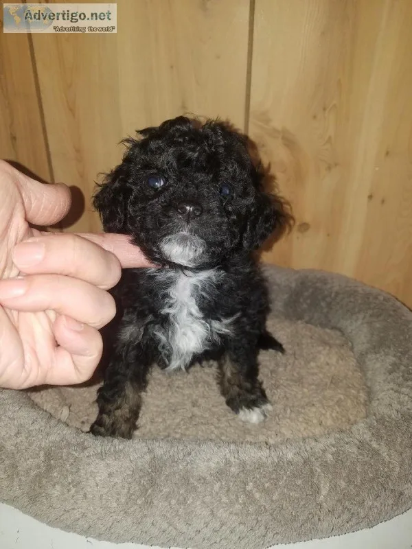 Toy Aussiedoodle puppies