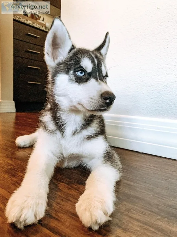 Siberian Husky puppy searching for yard and family