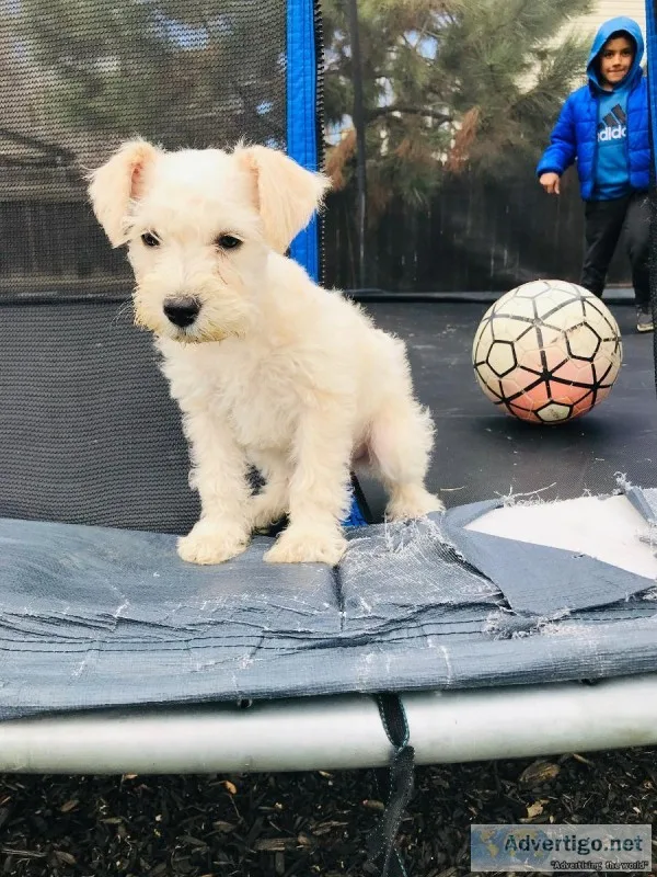 6 Puppie Schnauzers For Sale