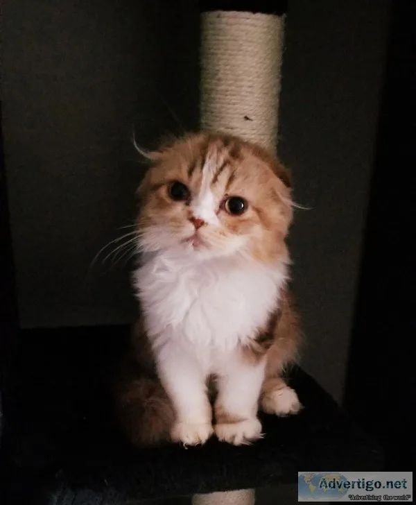 Stella Scottish Fold Kitten