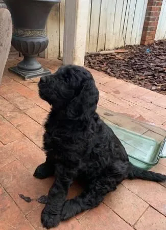 F1b goldendoodle male available now