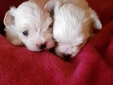 Stunning Maltese Puppies