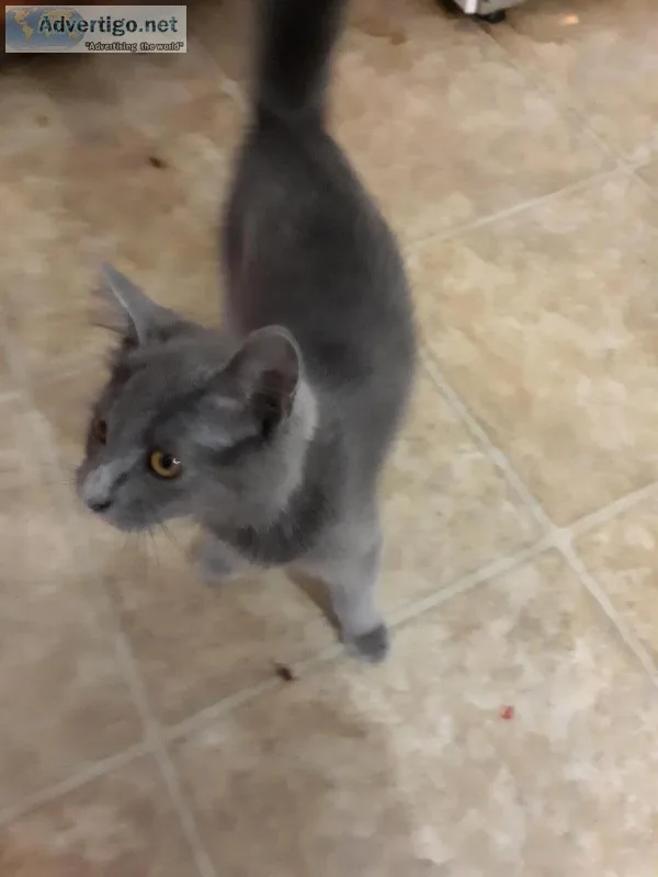 Grey Cat