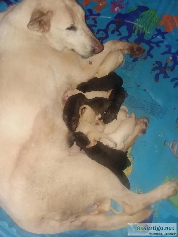AKC German Shepherd Puppies