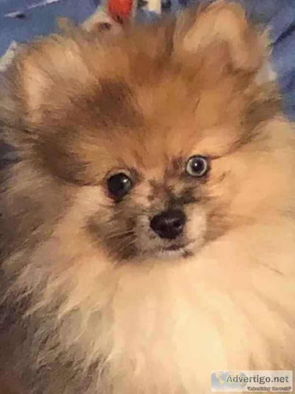 ACA CHAMPION PEDIGREE MERLE POMERANIAN PUPPY
