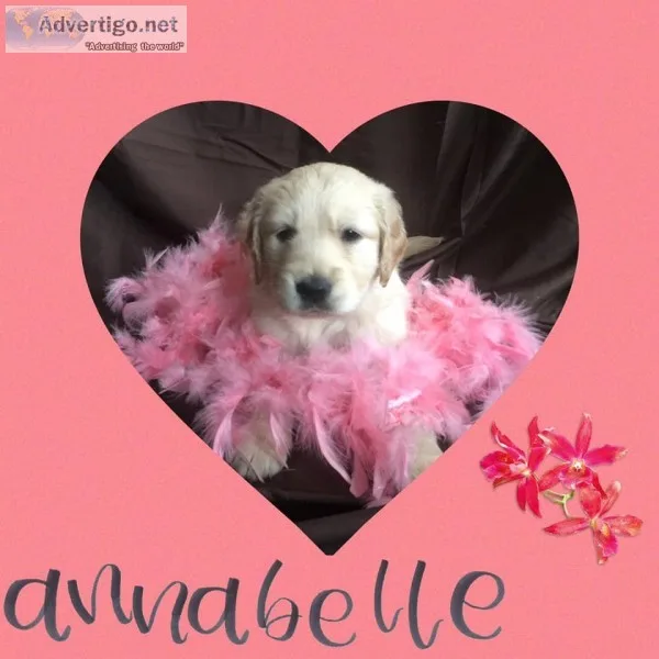 Goldendoodle Puppies