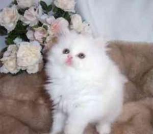TICA Registered Persian Kittens