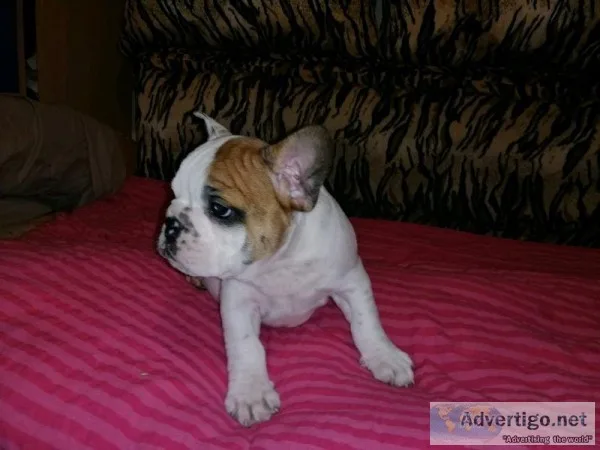 French bulldog puppy