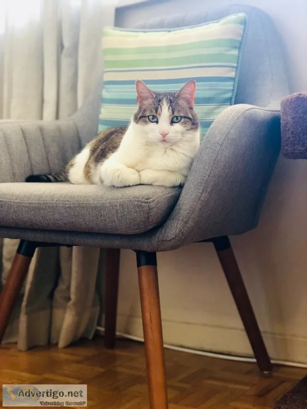 Beautiful Cat for Adoption  Rehoming for Free