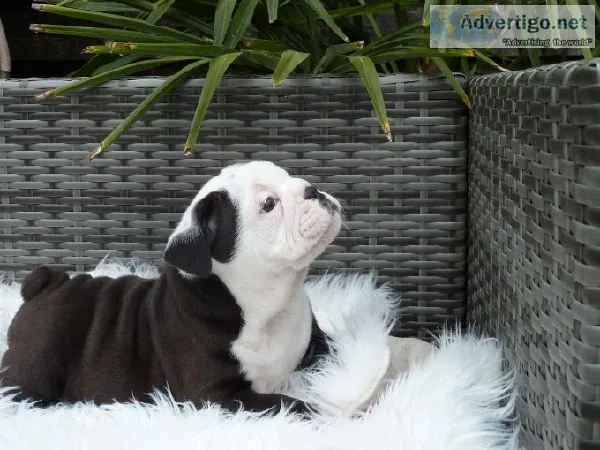 ENGLISH BULLDOG