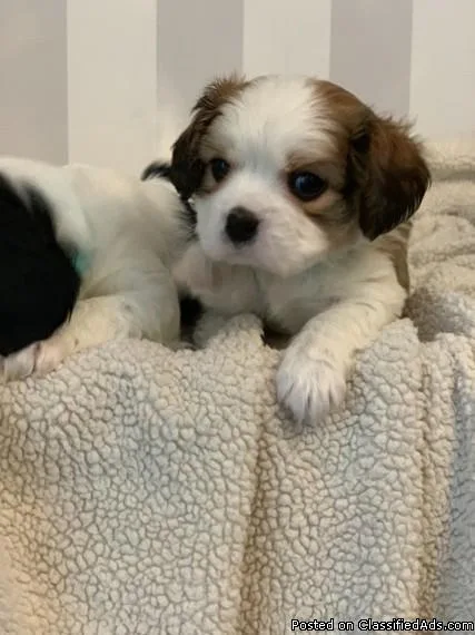 Beautiful Maltese Puppies