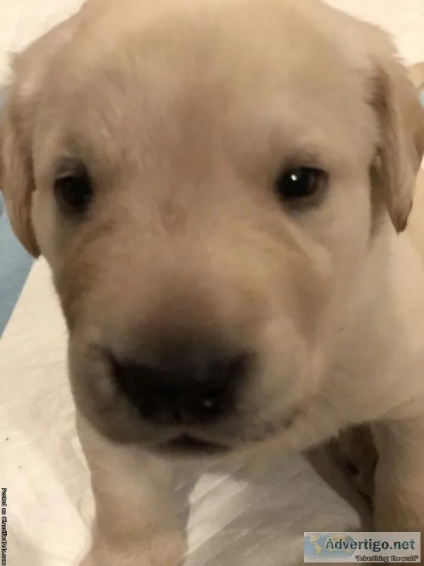 AKC Yellow Labradors