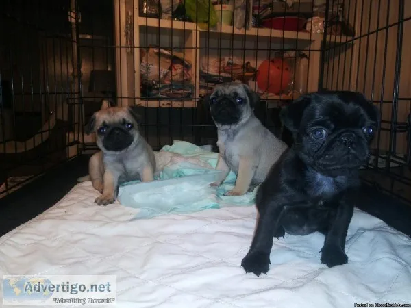 Pug Puppies Fawn and Black