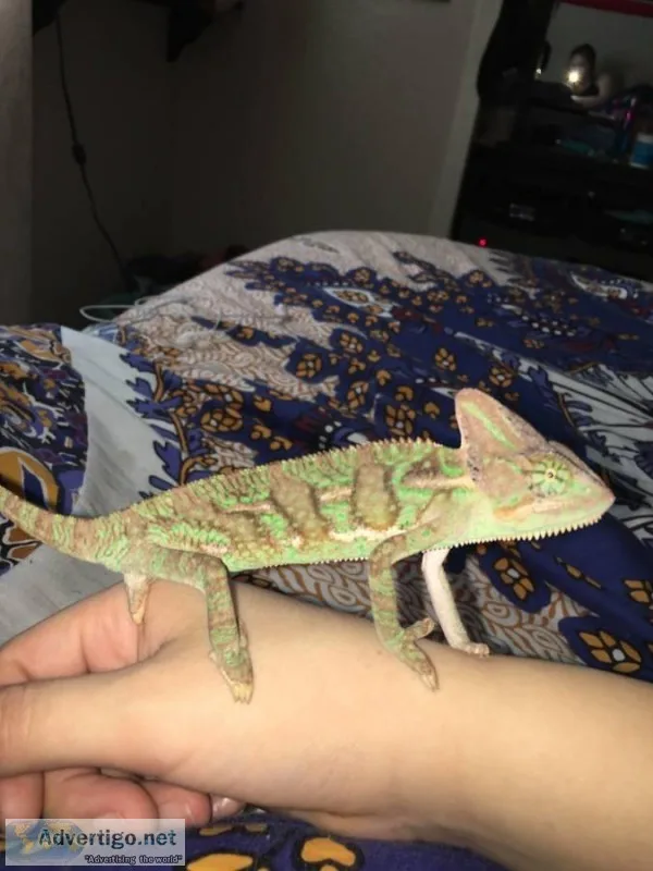 Baby chameleon
