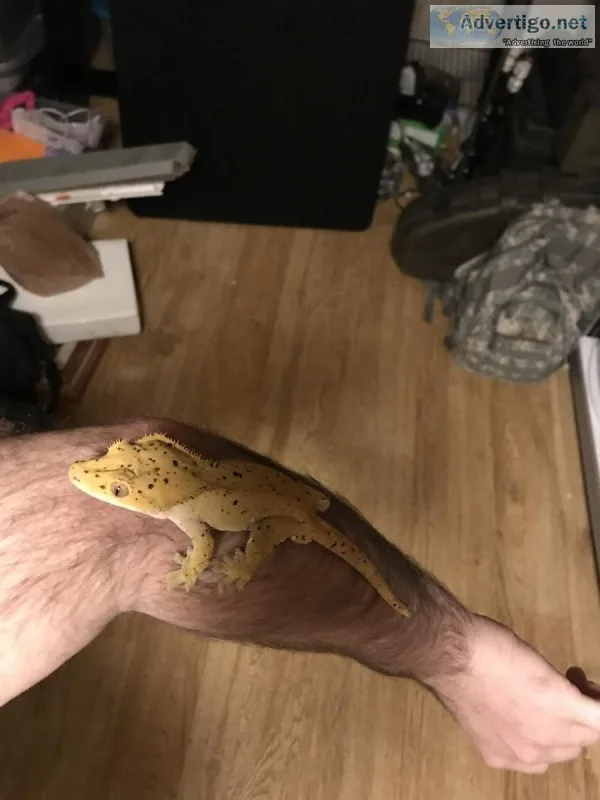 Adult male Dalmatian Crested Gecko