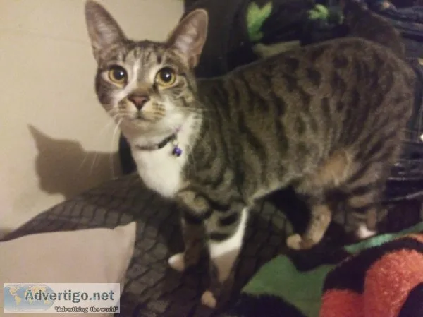 Fixed female cats need loving home asap