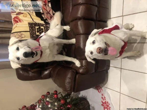 White husky white lab