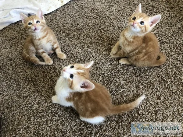 Kittens