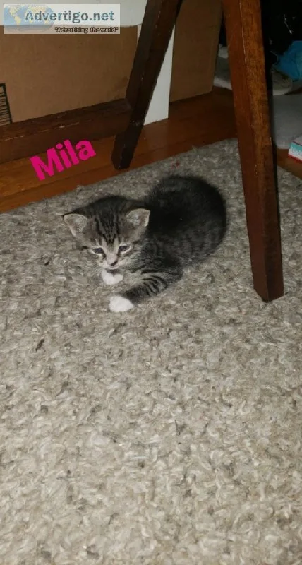 Only 2 Kittens left Ready To Take Home NOW