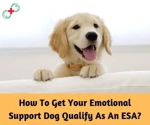 How To Get Your Emotional Support Dog Qualify As An ESA