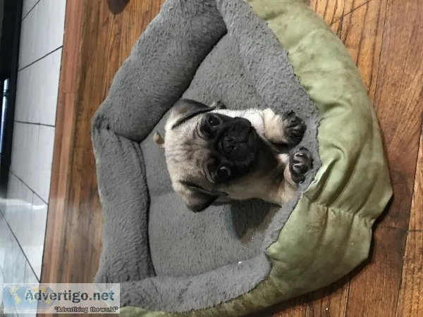 Pug Puppies