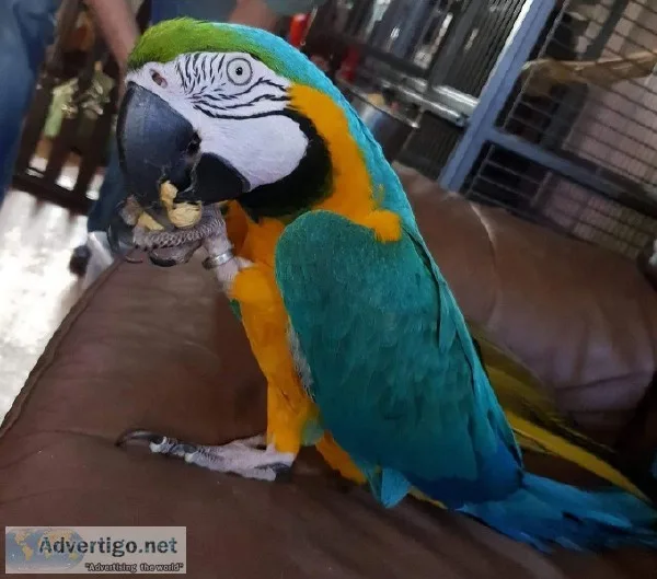 Blue and Gold Macaw Parrots