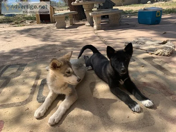Wolf Hybrid Puppy