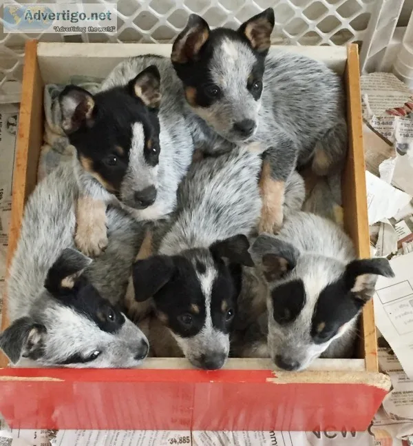 Australian Cattledog Puppies Queensland Heelers Male Females