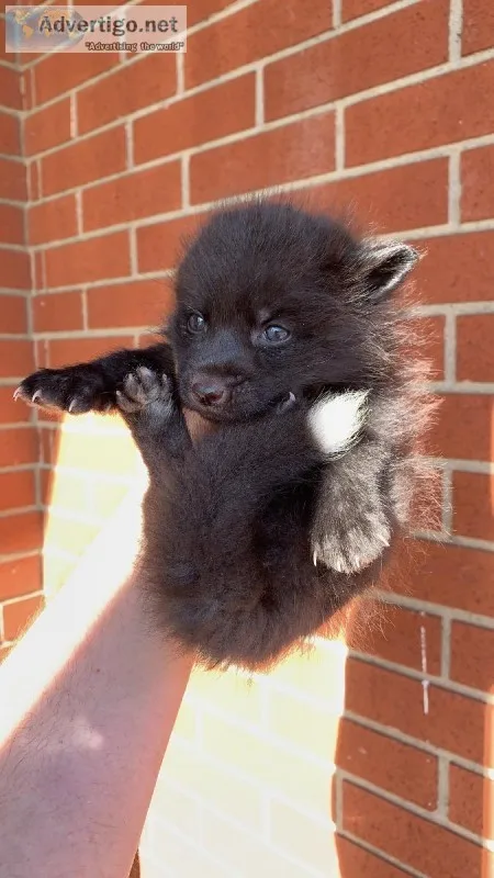 Silver fox kits